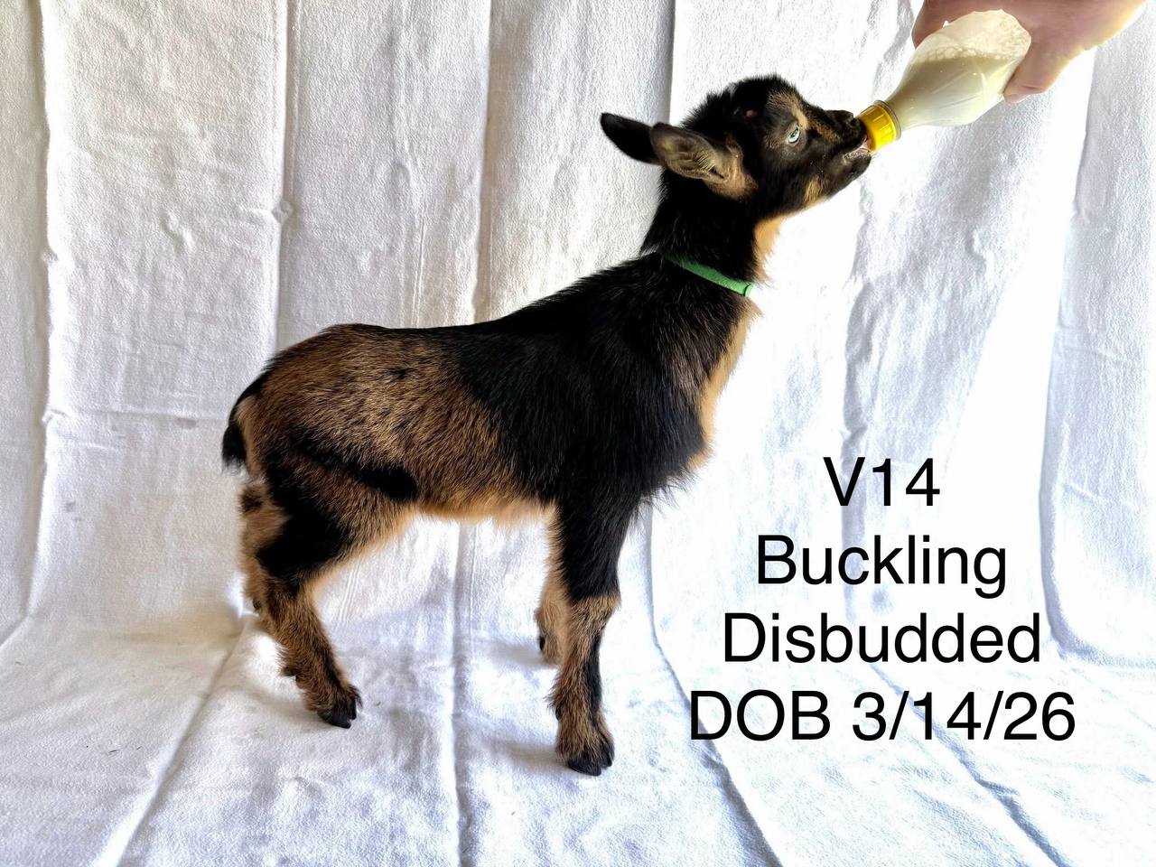 V14 Buckling