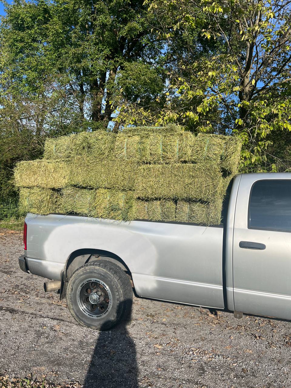 Hay delivery at Naomi Lane Dairy